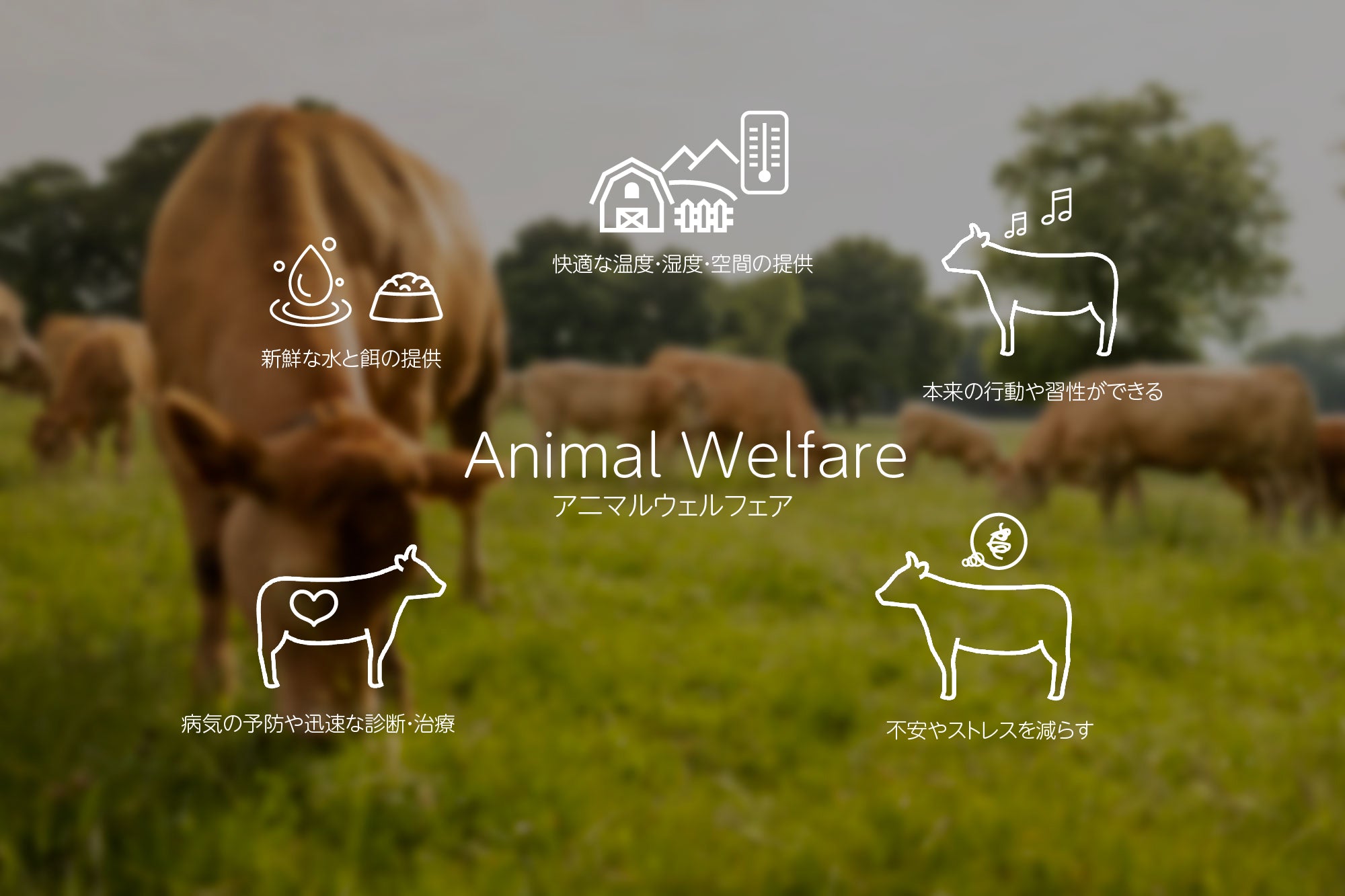 世界最高基準の牛肉を厳選 ドン・ロッシ｜Don Rossi – 世界最高基準の